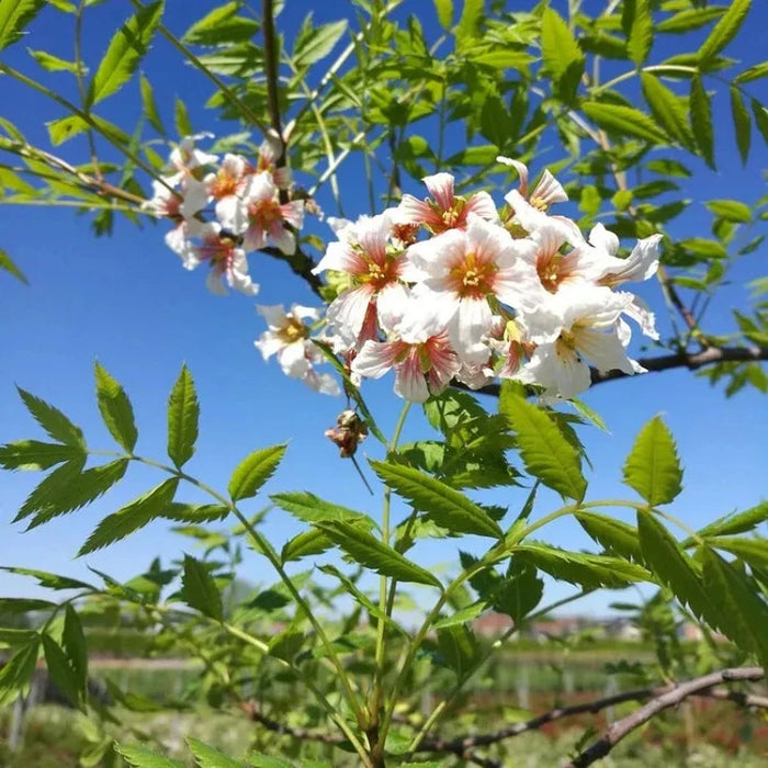 Xanthoceras Sorbifolium Bunge