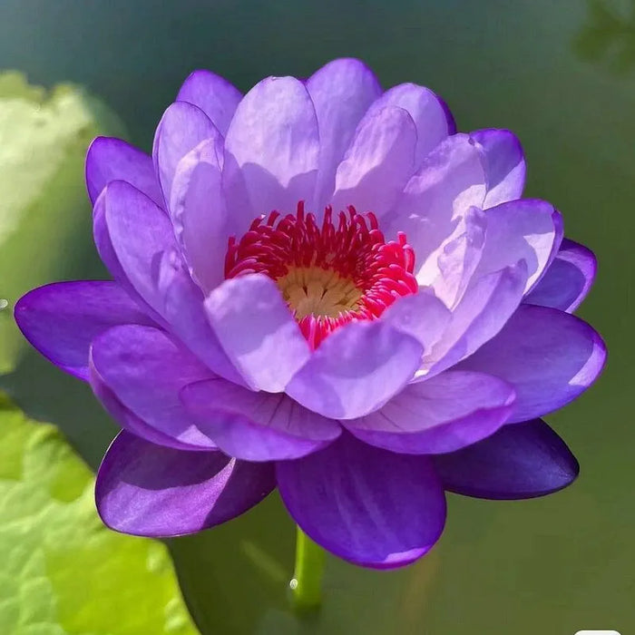 The Sacred Bonsai Lotus Blossom Flowers Seeds