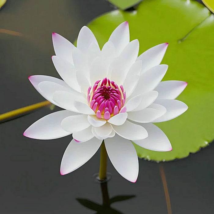 The Sacred Bonsai Lotus Blossom Flowers Seeds — American Seed Store