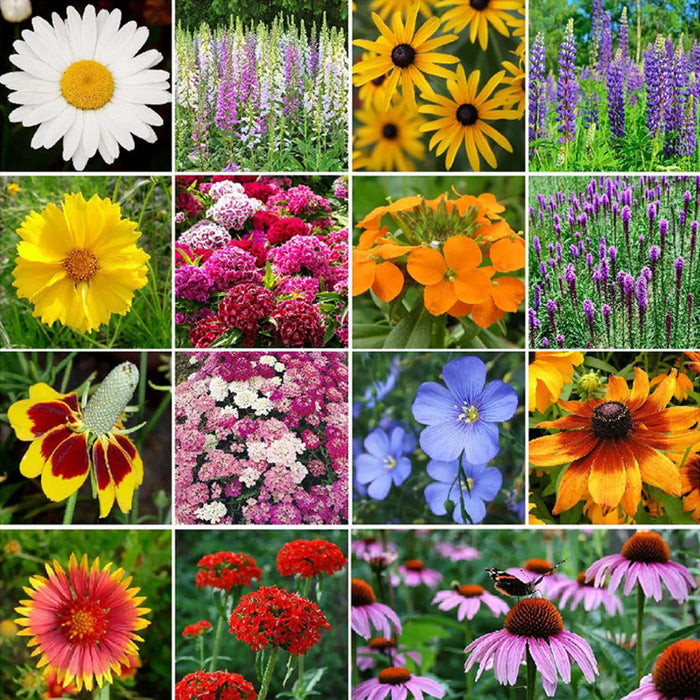 50 Patterns Wildflower Mixed Seeds