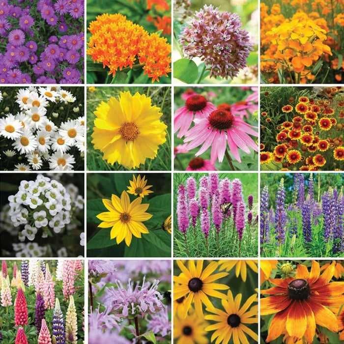 50 Patterns Wildflower Mixed Seeds