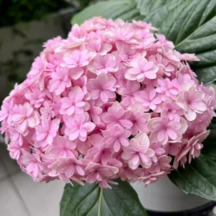 The Perennial Hydrangea Seeds