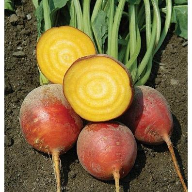 Golden Beet Seeds