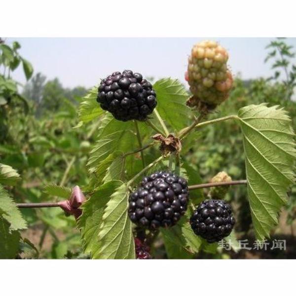 Raspberry Fruit Seeds