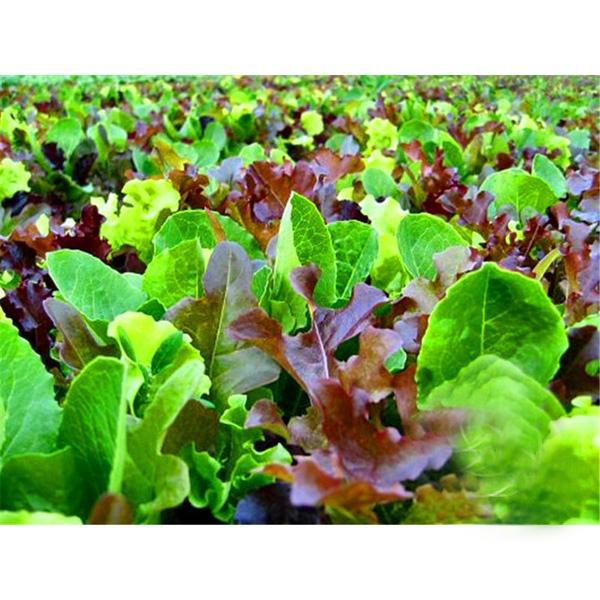 Mesclun Mix Seeds