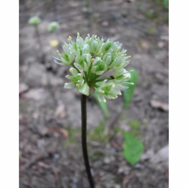 Wild Leek Seeds