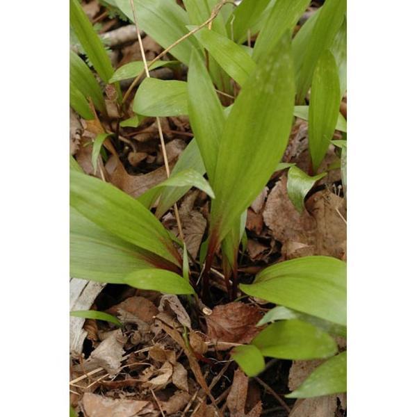 Wild Leek Seeds