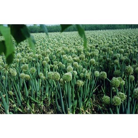 Green Onion Seeds