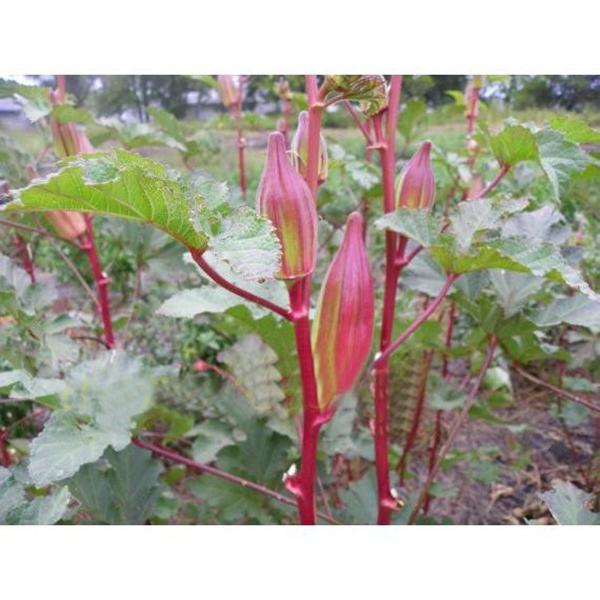 Rare Red and Green Okra Seeds