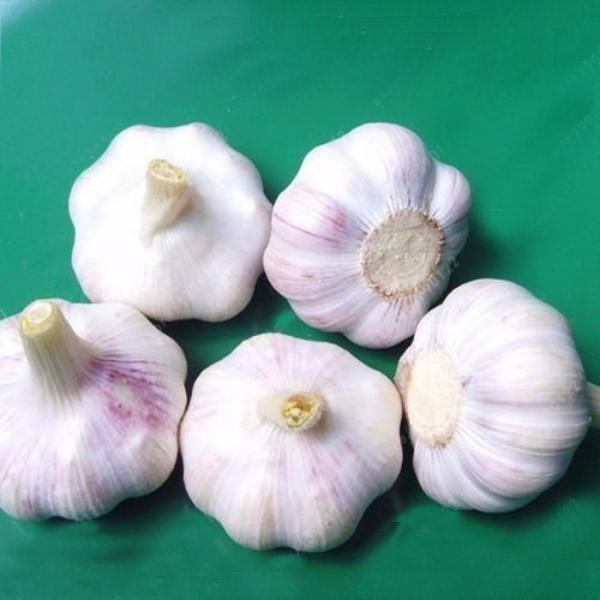 Organic Garlic Seeds