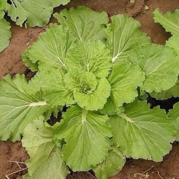 Leaf Mustard Seeds