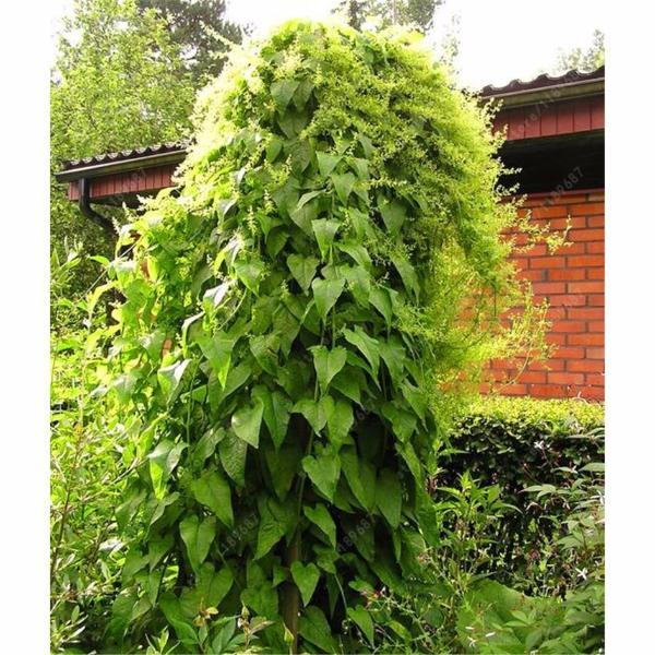 Malabar Spinach Seeds