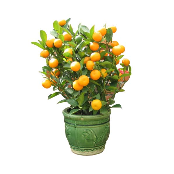 Valencia Orange Tree Seeds