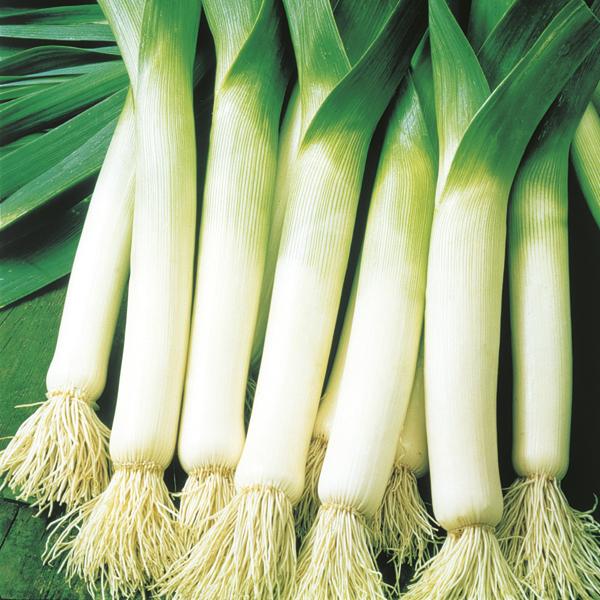 Leek Seeds