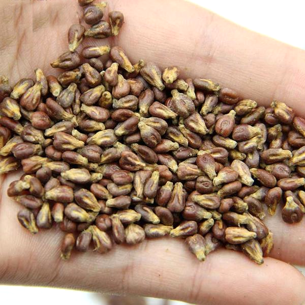 Gold Finger Grape Seeds