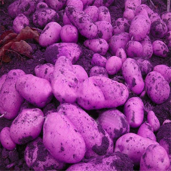 Purple Potato Seeds