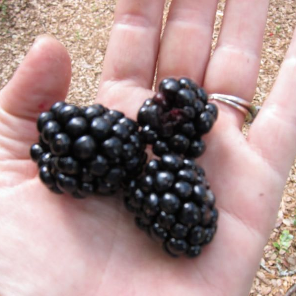 Succulent Blackberry Fruit Seeds