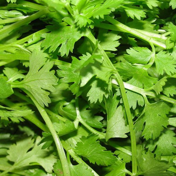 Organic Coriander Seeds