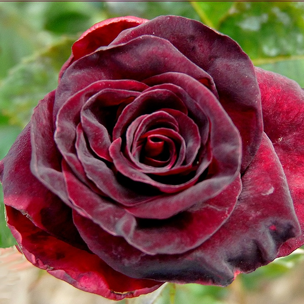 Black Baccara Rose Seeds