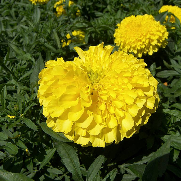 Yellow Longevity Marigold Flower Seeds