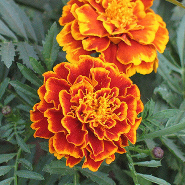 Bluest Eyes Marigold Flower Seeds