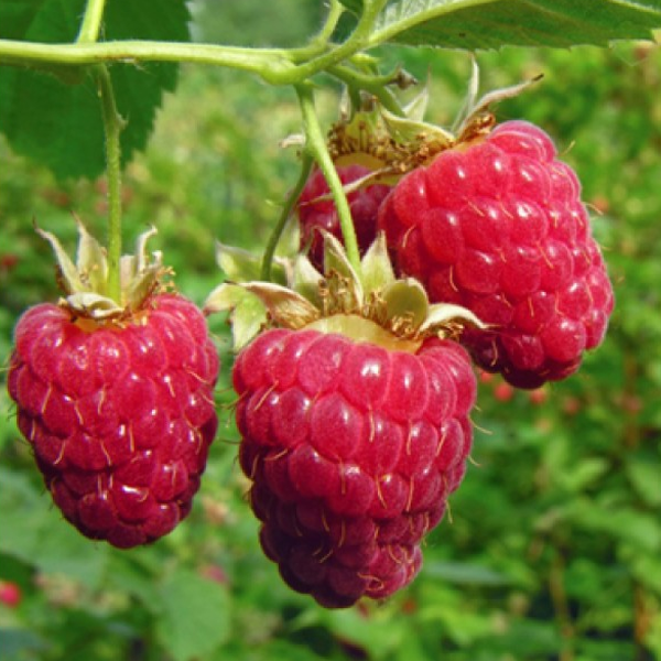 Everbearing Raspberry Organic Natural Seeds — American Seed Store