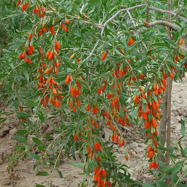 Dwarf Bush Berry Fruit Seeds