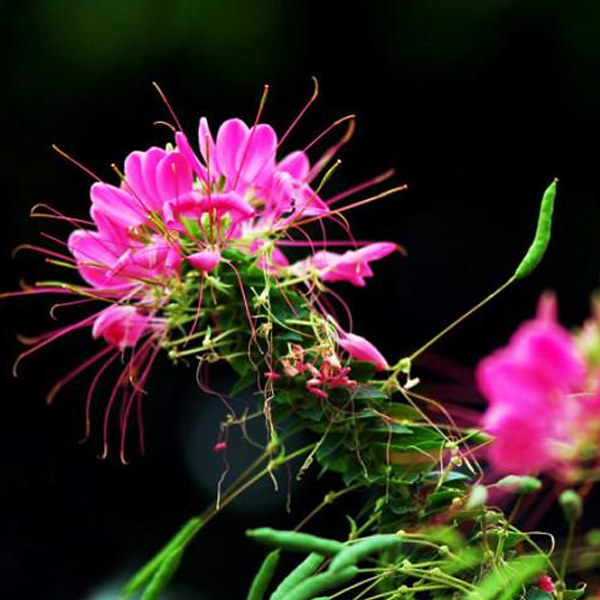 Spiny Spider Cleome Flower Seeds