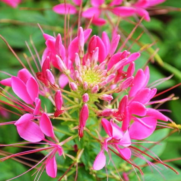 Spiny Spider Cleome Flower Seeds