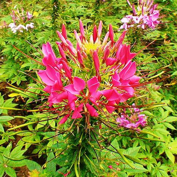 Spiny Spider Cleome Flower Seeds