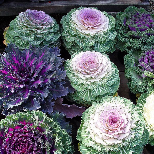 Ornamental Kale Brassica Oleracea Flower Seeds