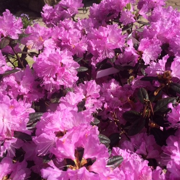 Ornamental Kale Brassica Oleracea Flower Seeds