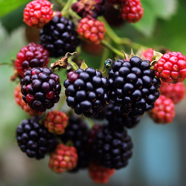 Easy Black Mulberry Seeds