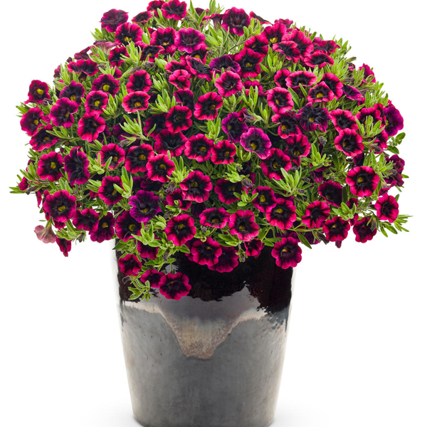 Blackberry Punch Calibrachoa Flower Seeds