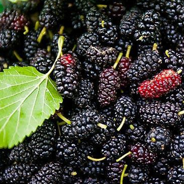 Easy Black Mulberry Seeds