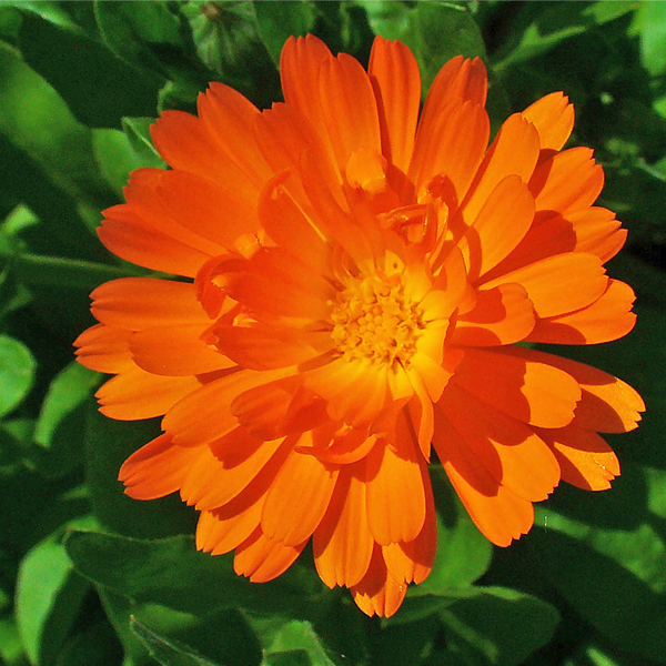 Orange Calendula Flower Seeds