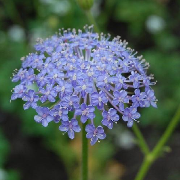 Blue Trachelium Caeruleum Seeds