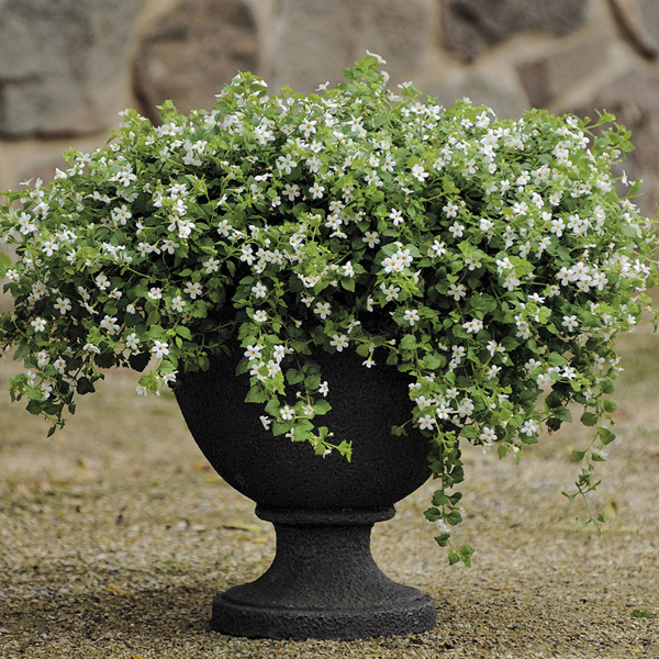 Snowtopia Bacopa Flower Seeds