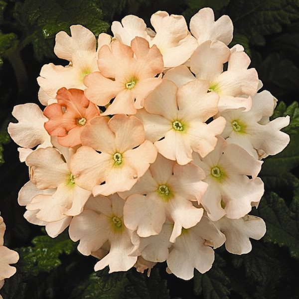 White Mixed Verbena Seeds