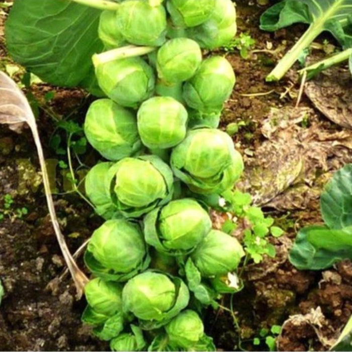 American Brussels Sprout Seeds