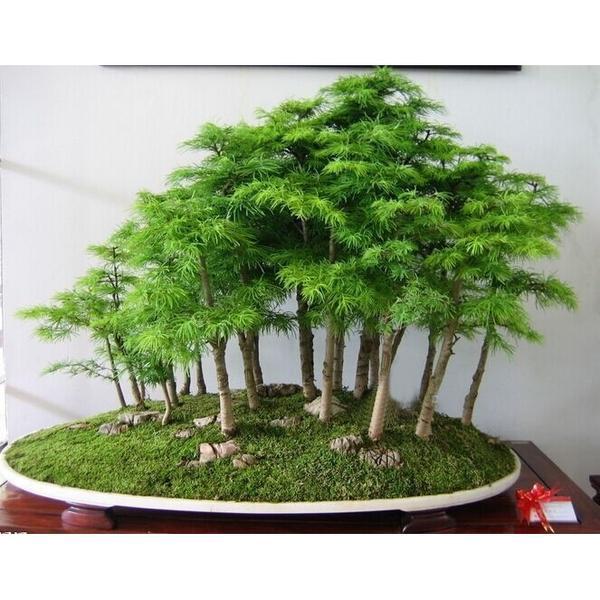 Juniper Bonsai Tree Seeds