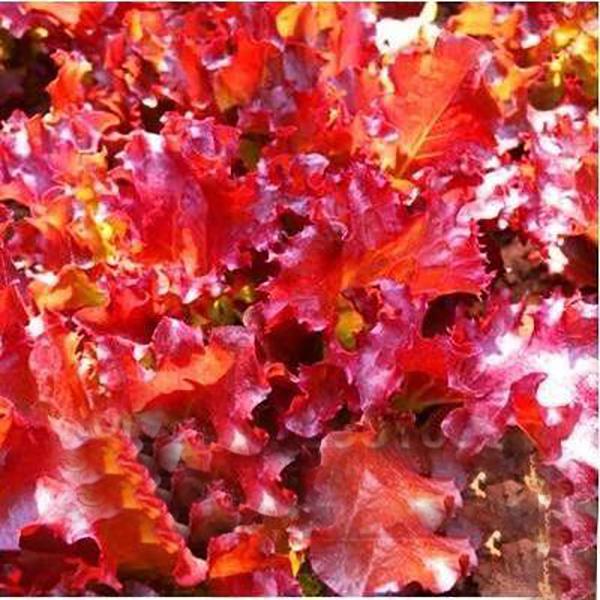 Purple Lettuce Leaf Seeds