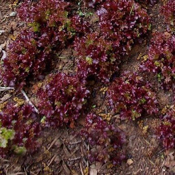 Purple Lettuce Leaf Seeds