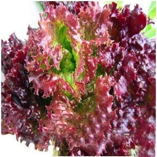 Purple Lettuce Leaf Seeds