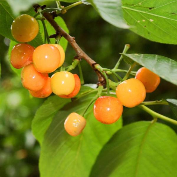 Yellow Cherry Fruit Seeds