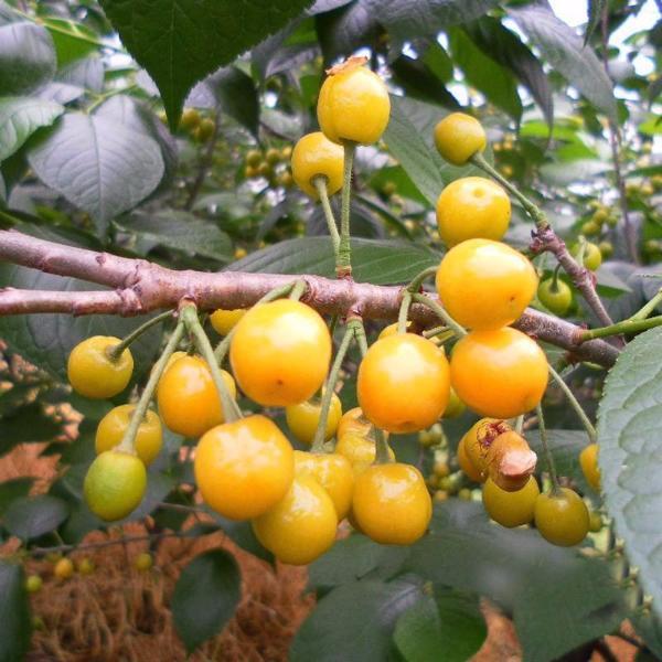 Yellow Cherry Fruit Seeds