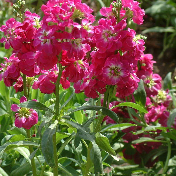 Mixed Color Matthiola incana Stock Flower Seeds