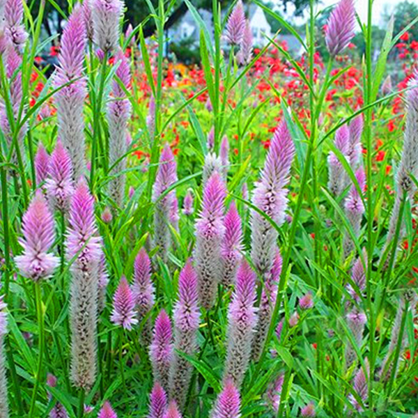 Flamingo Feather Celosia Flower Seeds