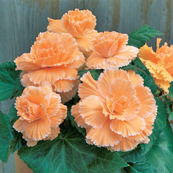 Orange Begonia Flower Seeds