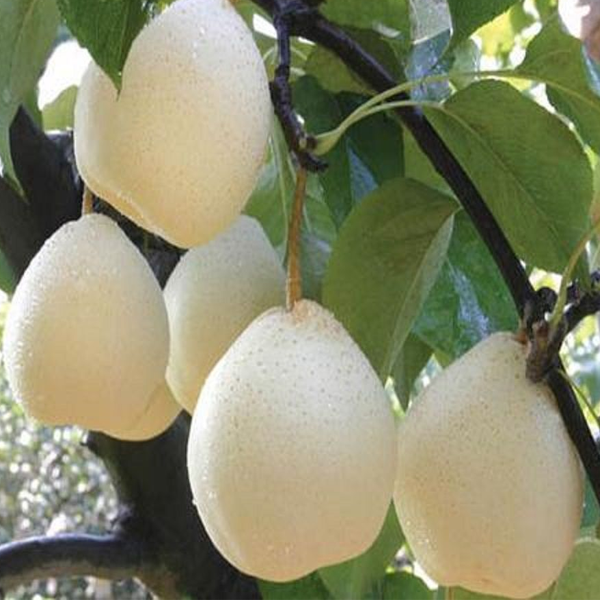 Chinese White Sand Pear Seeds